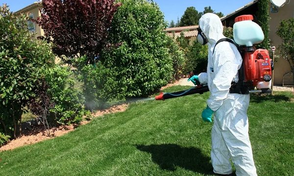 Gümüş böceği ilaçlama uygulaması