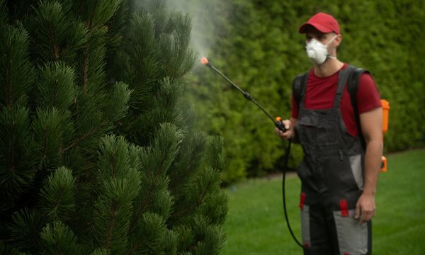 Sinek ve sivrisinek ilaçlama uygulaması